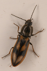 Liotrichus umbripennis