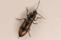 Liotrichus umbripennis