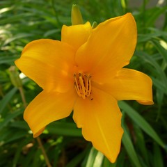 Brassicogethes aeneus