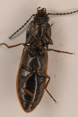 Liotrichus umbripennis