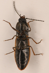 Liotrichus umbripennis