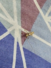 Olenecamptus bilobus