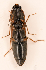 Acteniceromorphus volitans