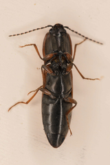Acteniceromorphus volitans