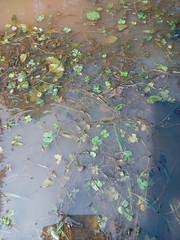 Marsilea quadrifolia