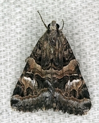 Drasteria mirifica