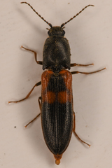 Gambrinus pictus