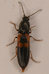 Gambrinus pictus