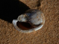 Semicassis bisulcata