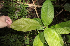 Dilleniaceae