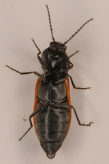 Pseudanostirus
