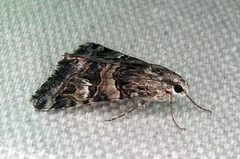 Drasteria mirifica