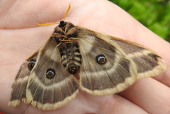 Agapema homogena