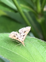 Diasemia accalis