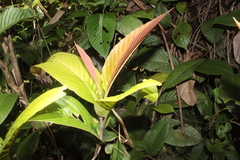 Dilleniaceae