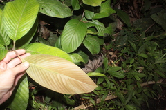 Dilleniaceae