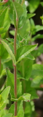 Epilobium obscurum