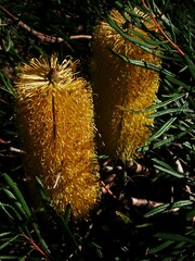 Banksia collina