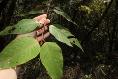 Vismia baccifera