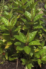 Baccharis trinervis