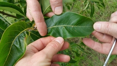 Diospyros virginiana