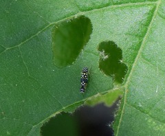 Trypanalebra maculata