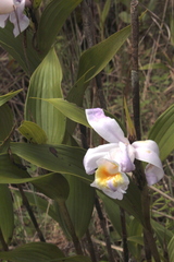 Sobralia chrysostoma