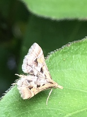 Diasemia accalis