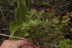 Vaccinium consanguineum