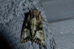 Ichneutica insignis