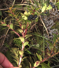 Vaccinium consanguineum