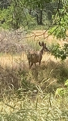 Odocoileus hemionus