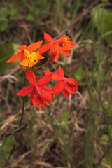 Epidendrum radicans