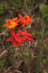 Epidendrum radicans