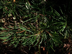 Banksia collina