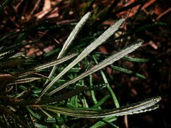 Banksia collina