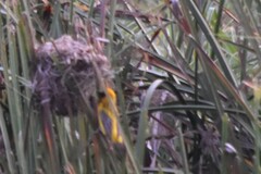 Ploceus hypoxanthus chryseus