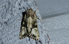 Ichneutica insignis