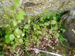 Erythranthe alsinoides