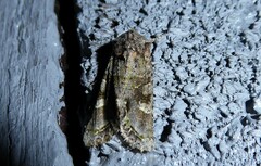 Ichneutica insignis