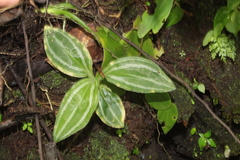 Sarcoglottis