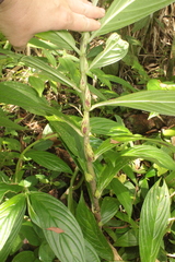 Columnea consanguinea