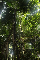 Prestoea decurrens