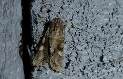 Ichneutica insignis