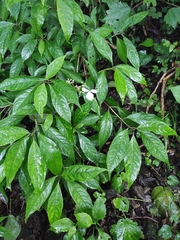 Hydrangea chinensis