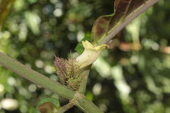 Drymonia macrophylla