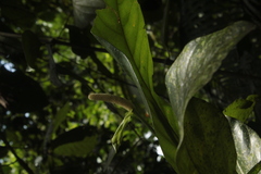 Anthurium consobrinum