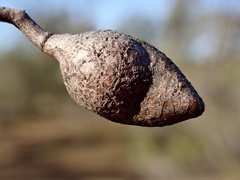 Hakea leucoptera leucoptera
