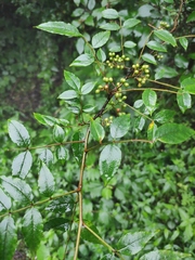 Zanthoxylum coco