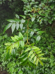 Zanthoxylum coco